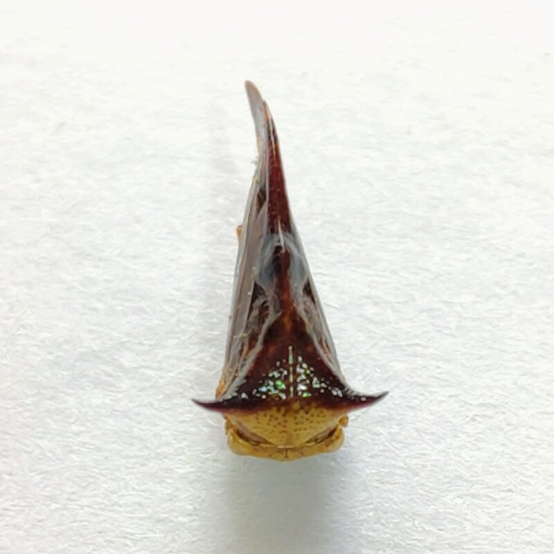 60 Membracidae