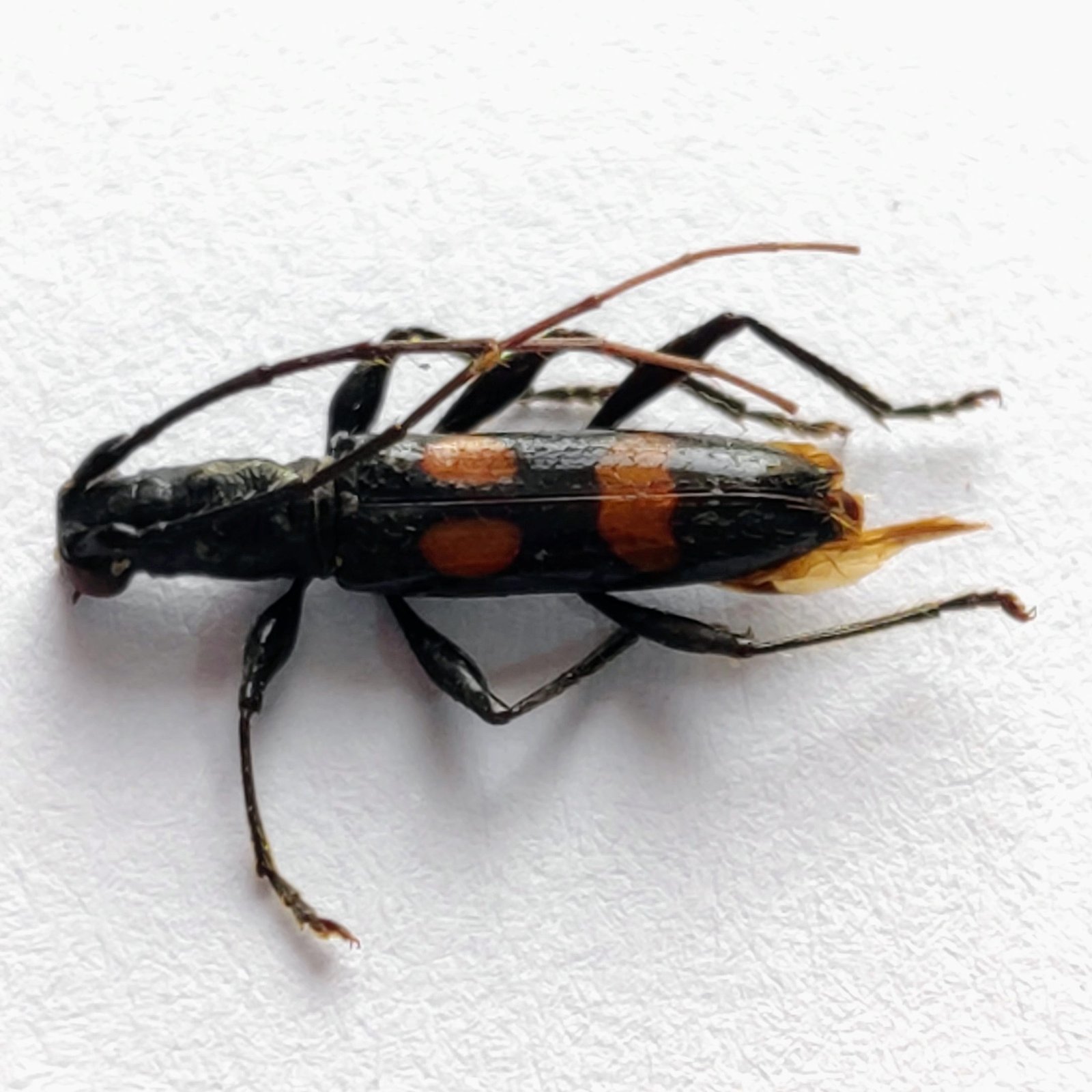 61 Cerambicidae - Image 2