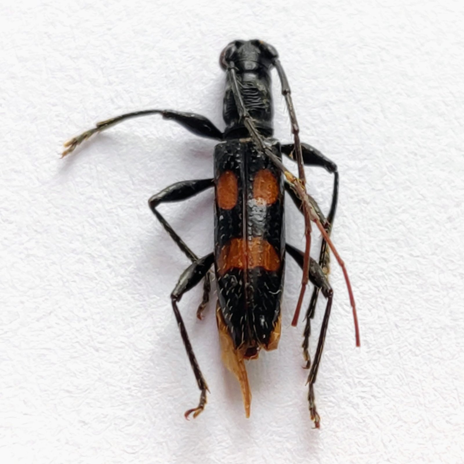 61 Cerambicidae - Image 3