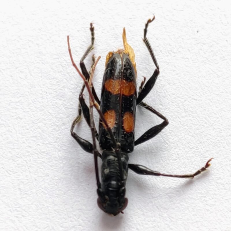 61 Cerambicidae