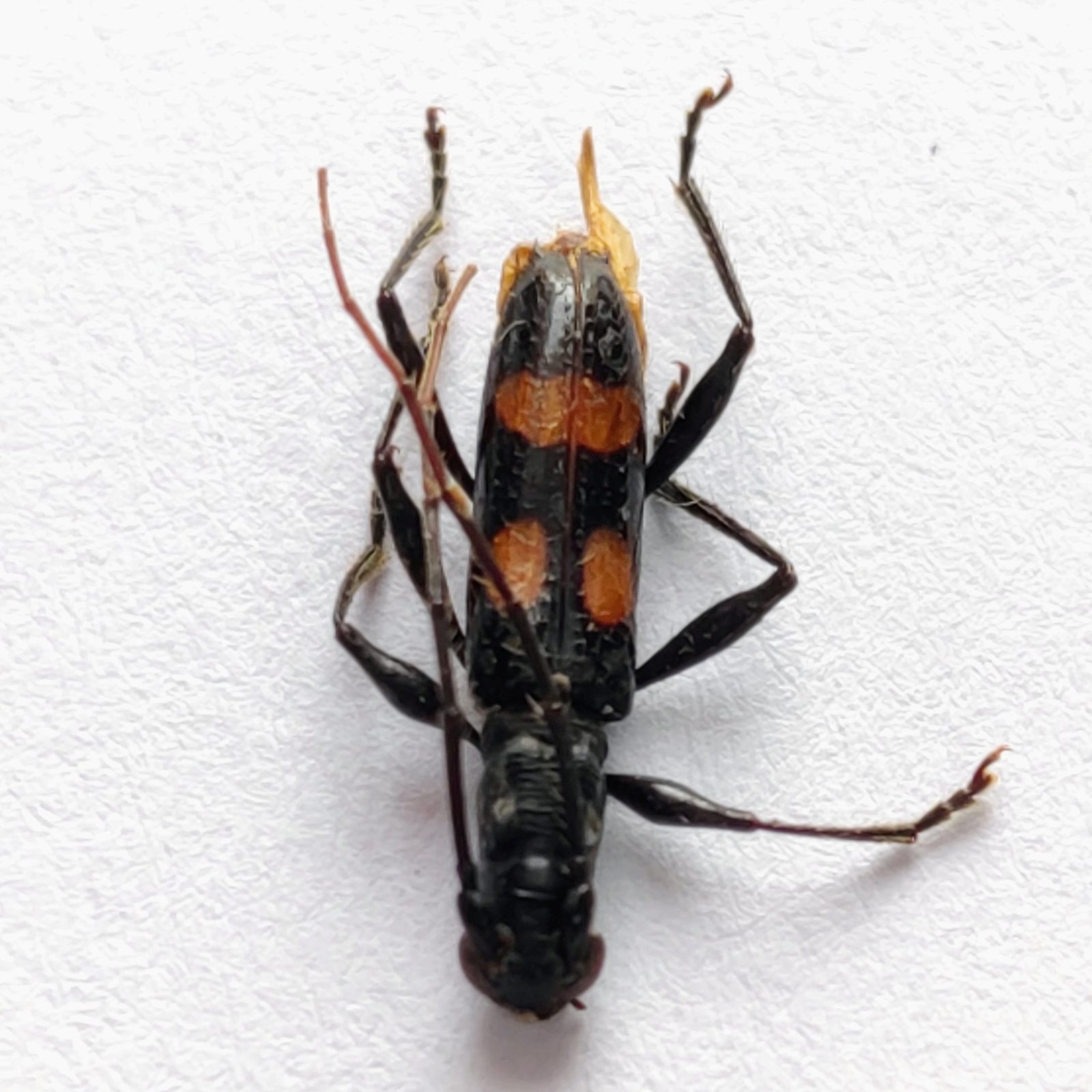 61 Cerambicidae
