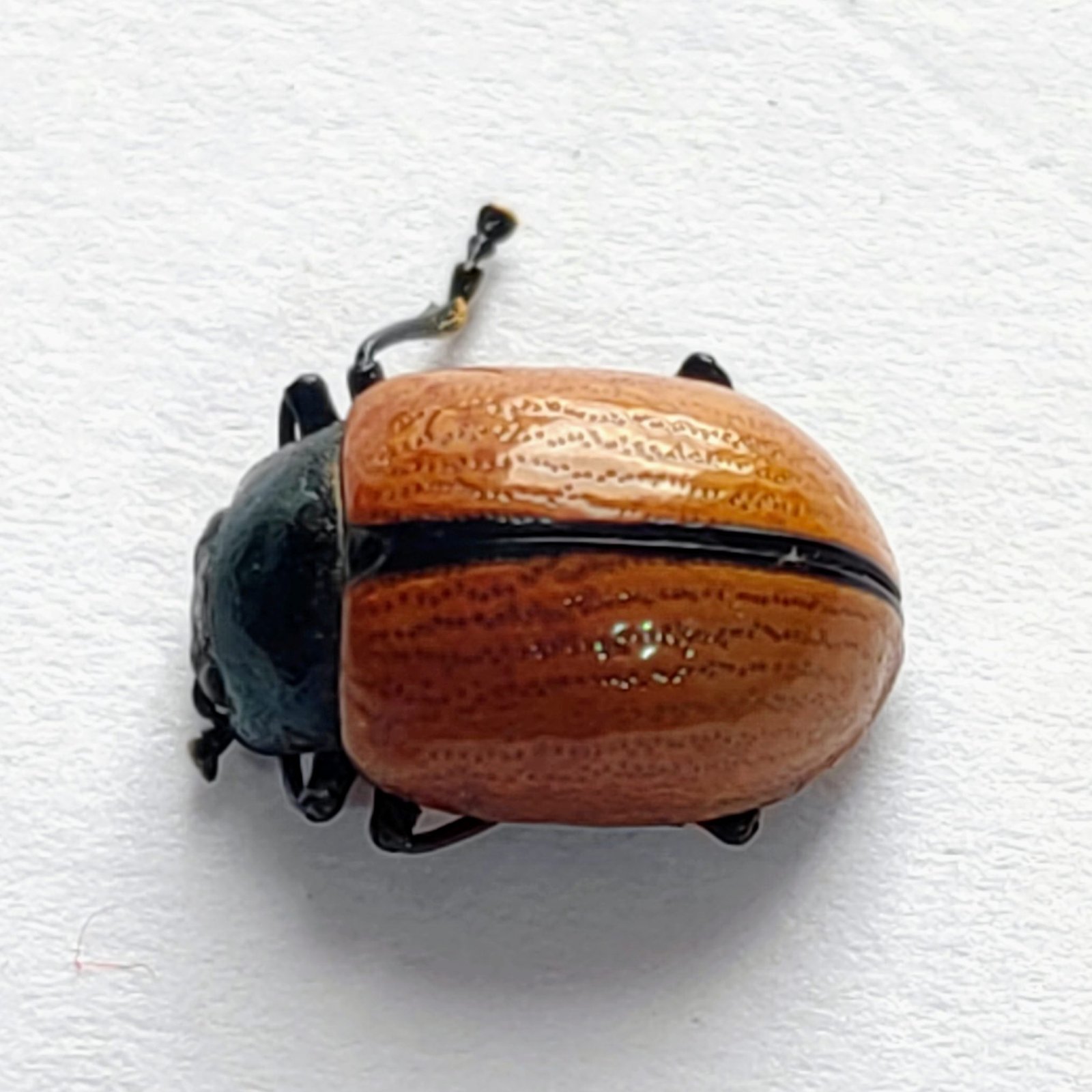 61 Chrysomelidae - Image 2