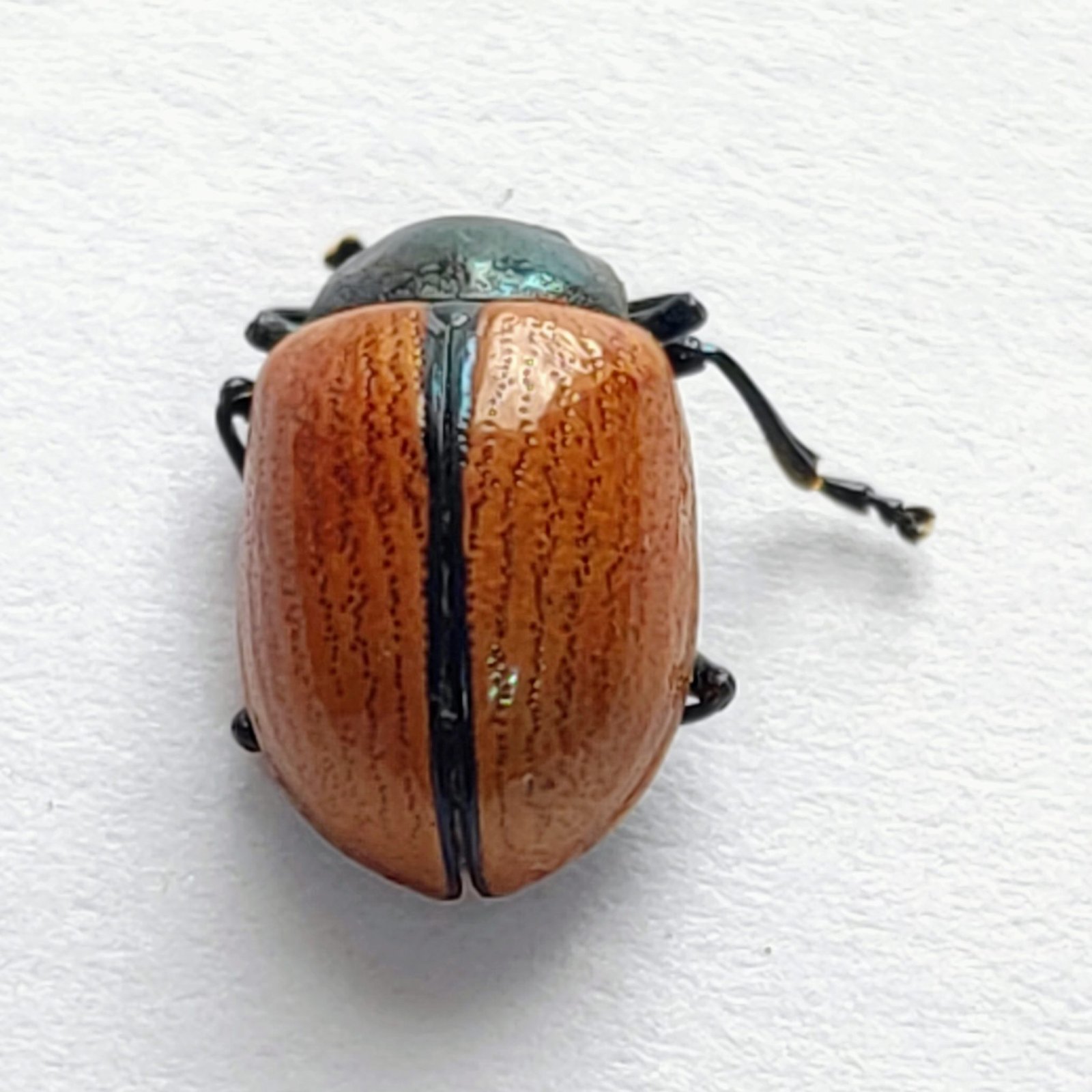 61 Chrysomelidae - Image 3
