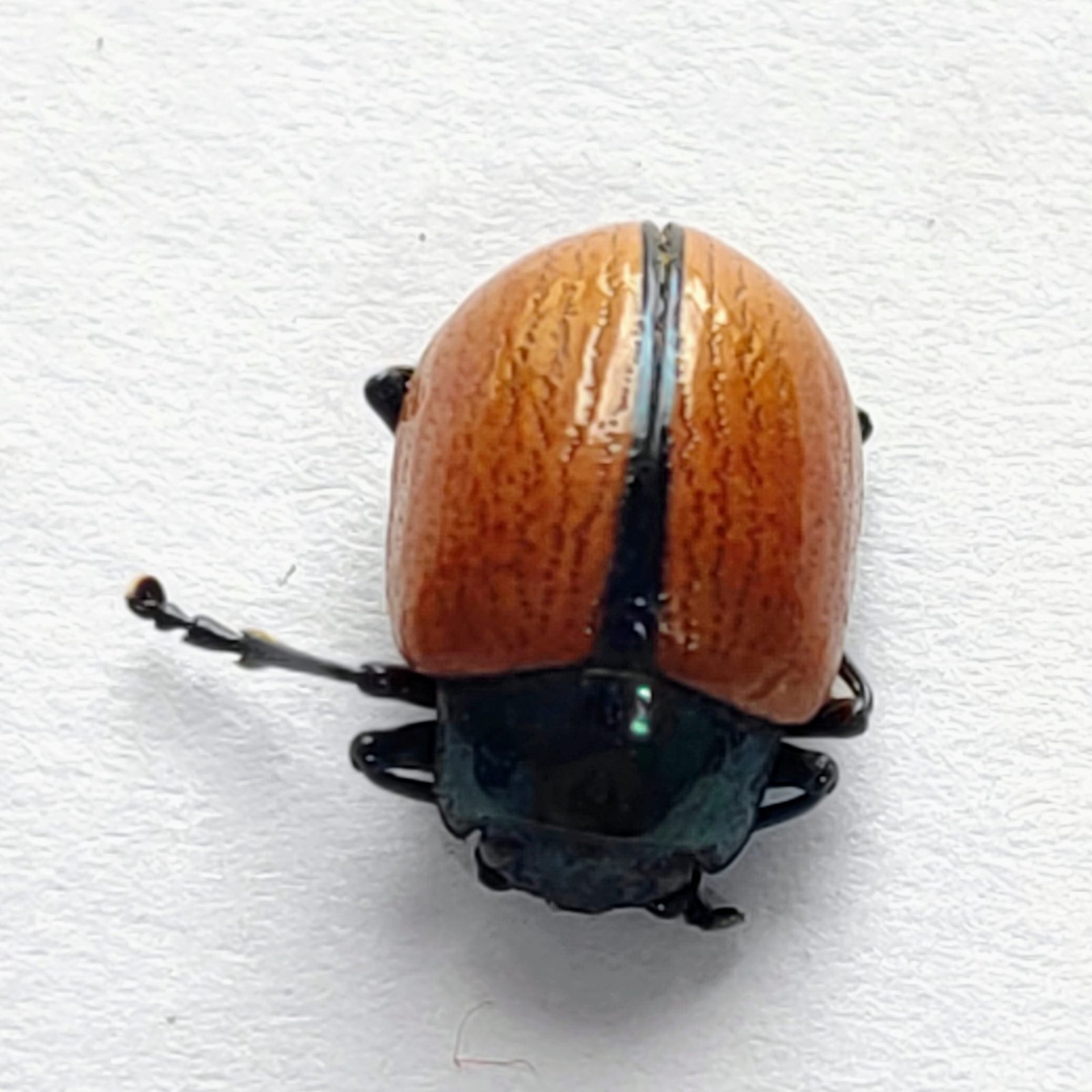 61 Chrysomelidae