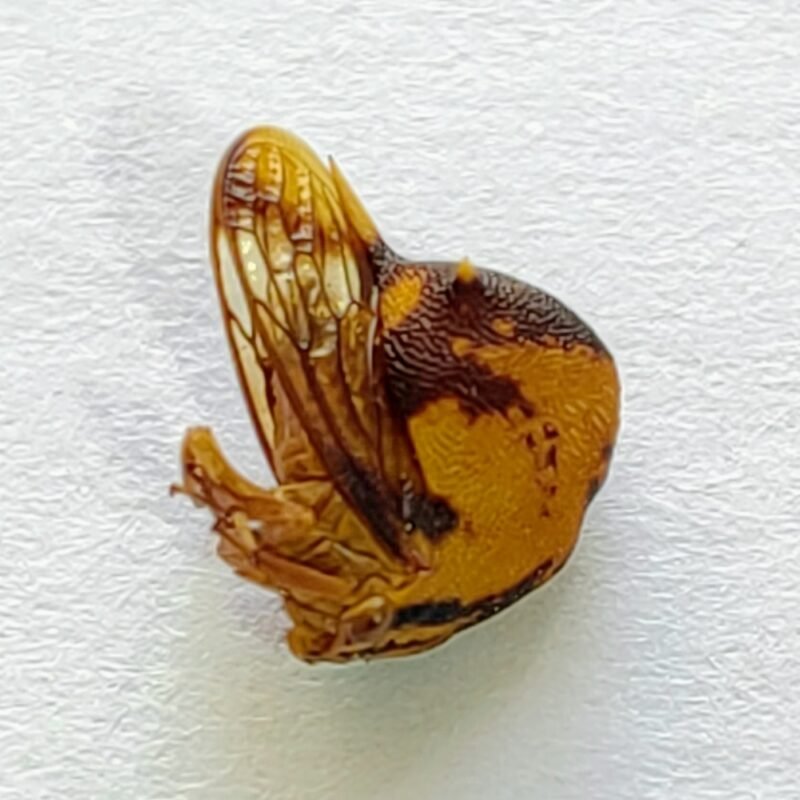 61 Membracidae