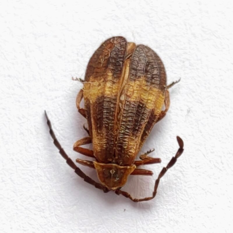 62 Cerambicidae