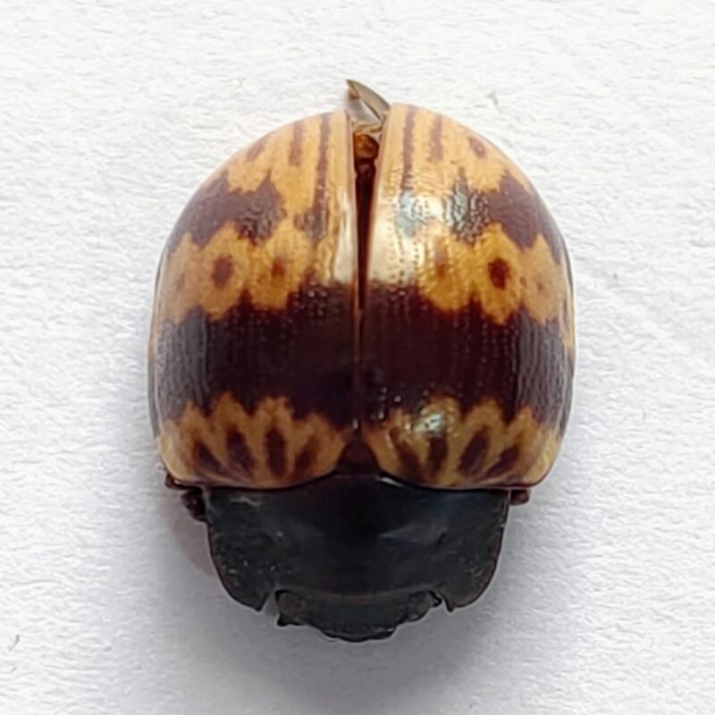 62 Chrysomelidae