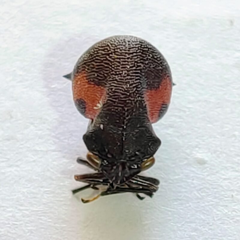 62 Membracidae