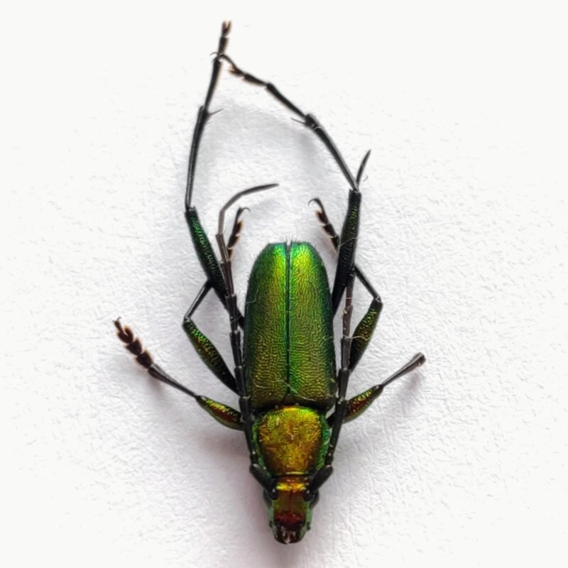 63 Cerambicidae
