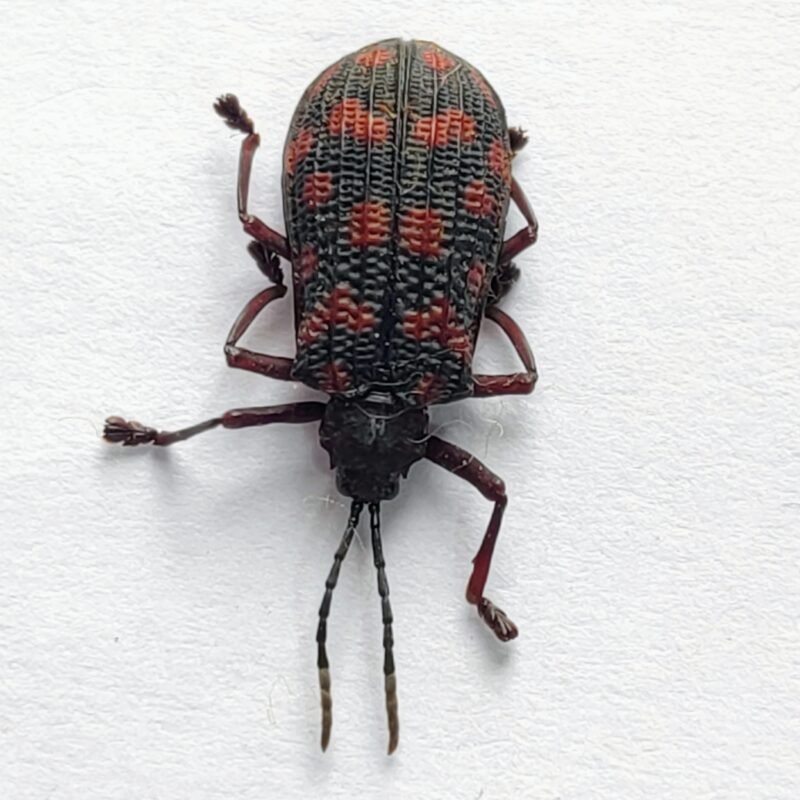 63 Chrysomelidae