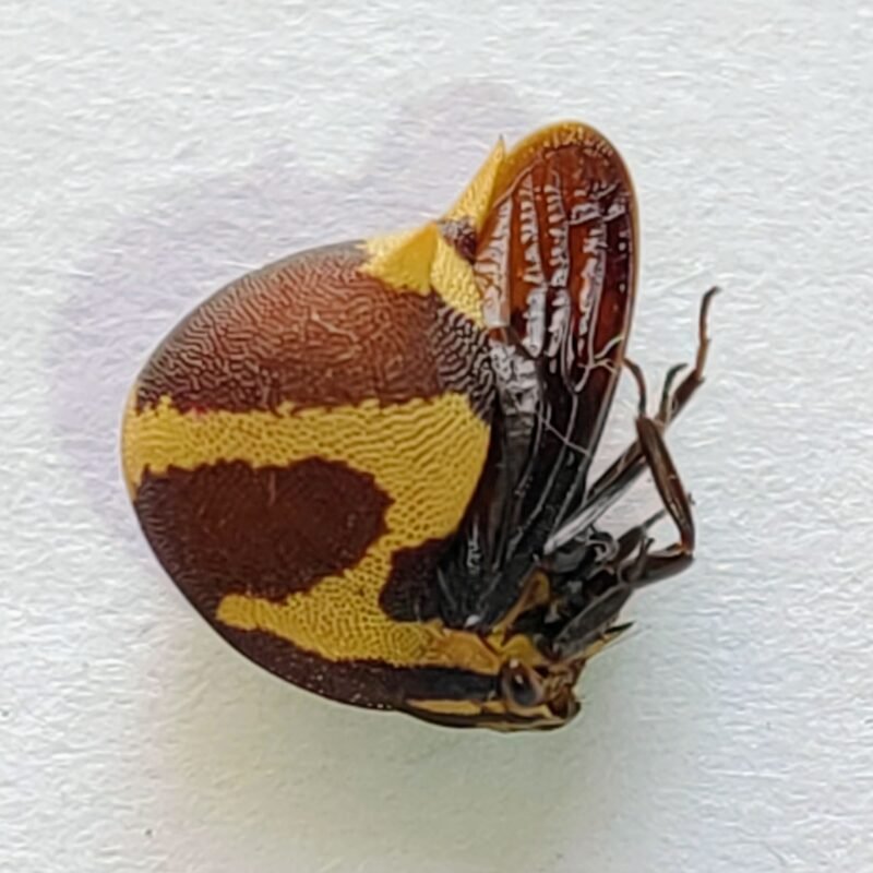 63 Membracidae