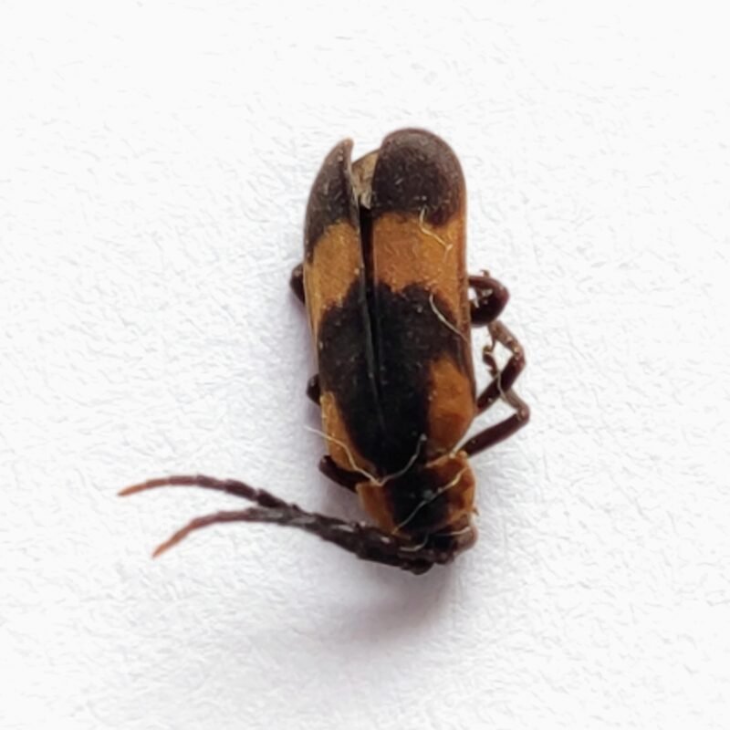 64 Cerambicidae