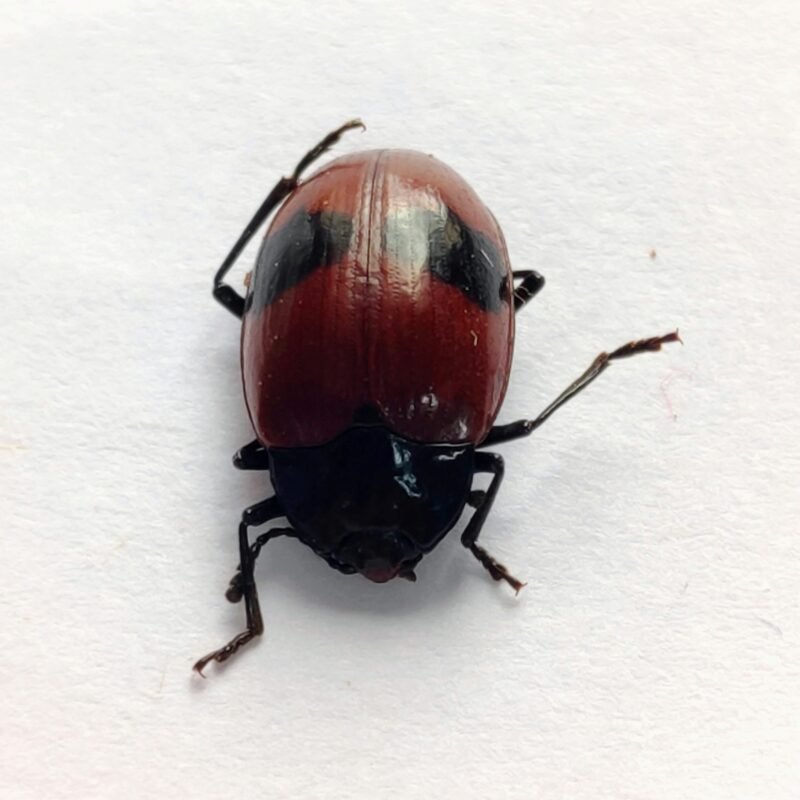 64 Chrysomelidae