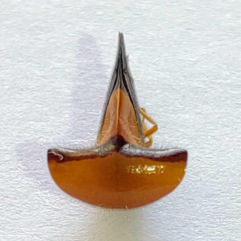 64 Membracidae