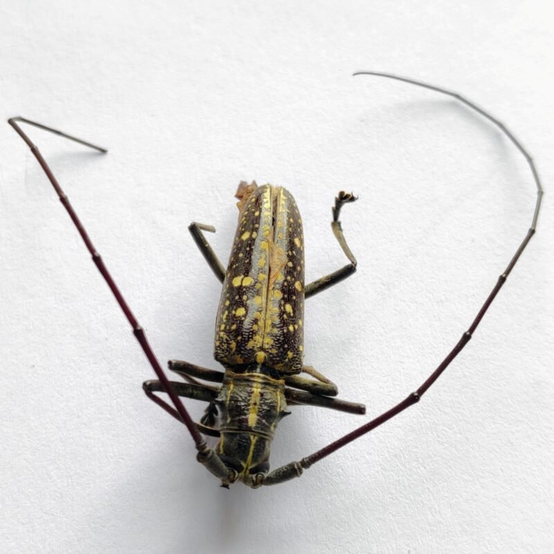 65 Cerambicidae