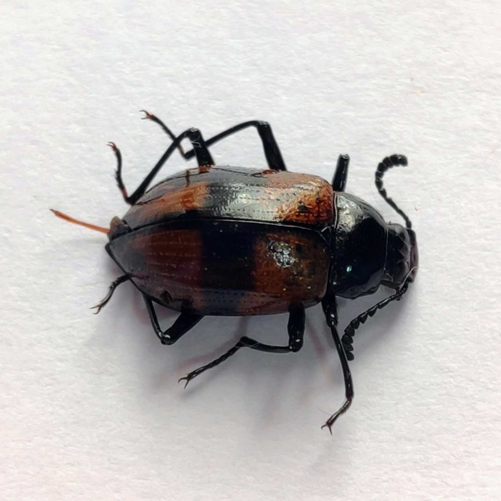 65 Chrysomelidae - Image 2