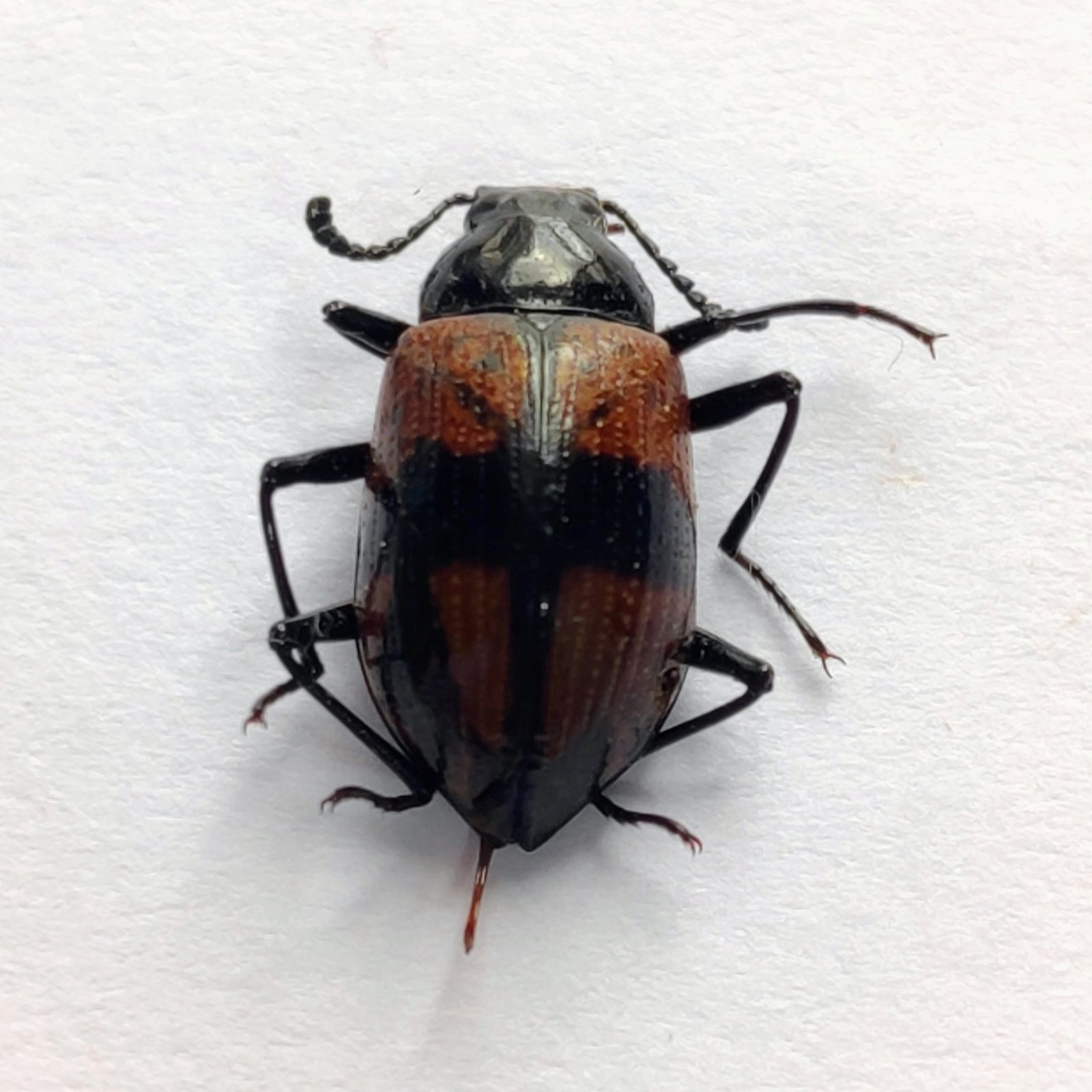 65 Chrysomelidae - Image 3