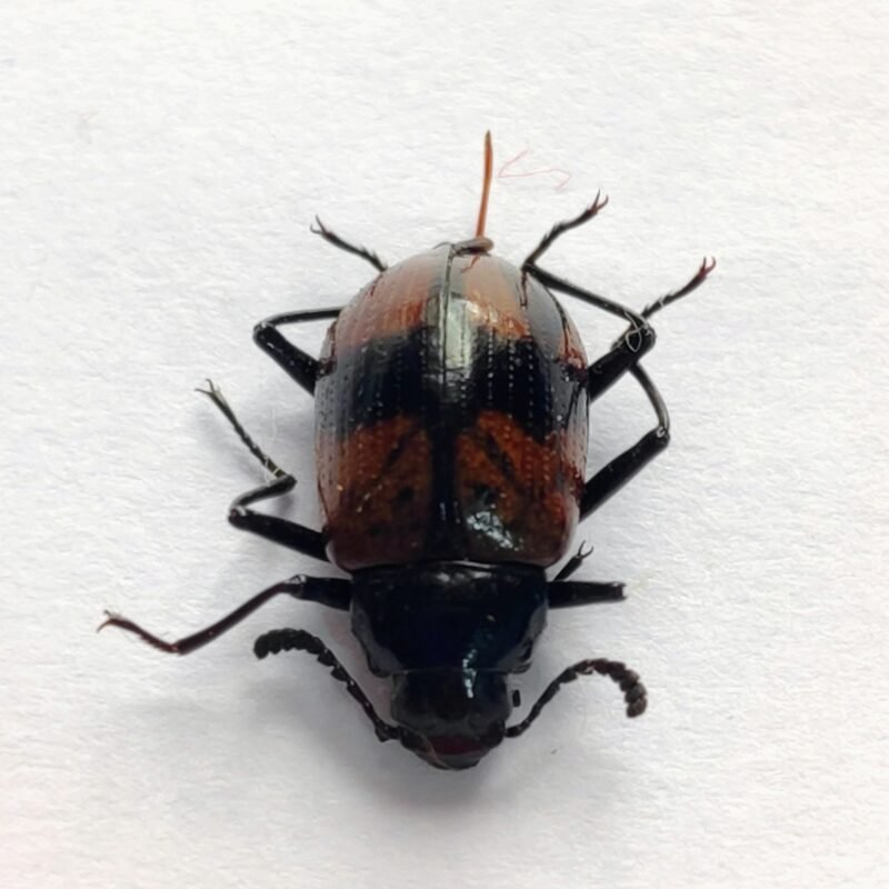 65 Chrysomelidae