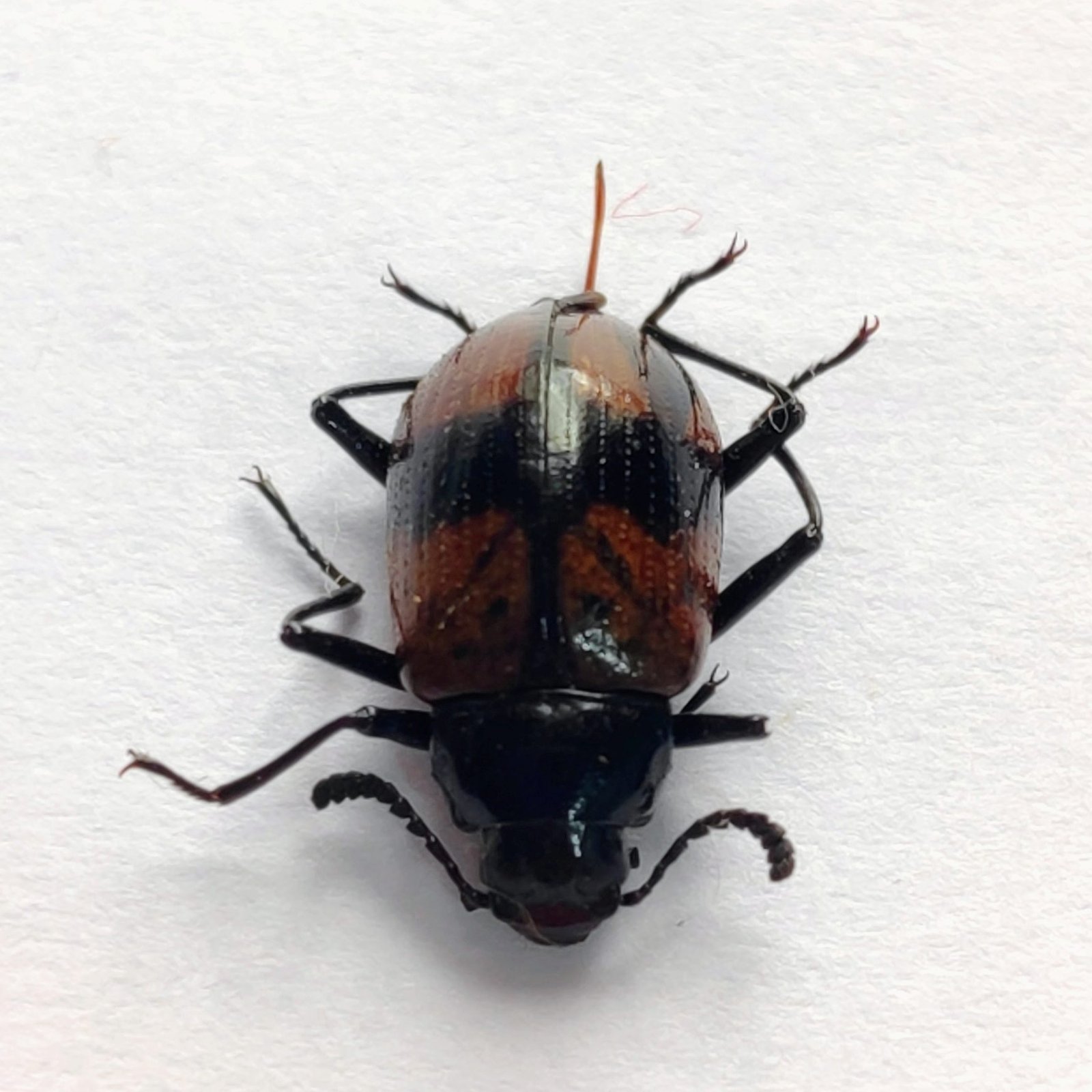 65 Chrysomelidae