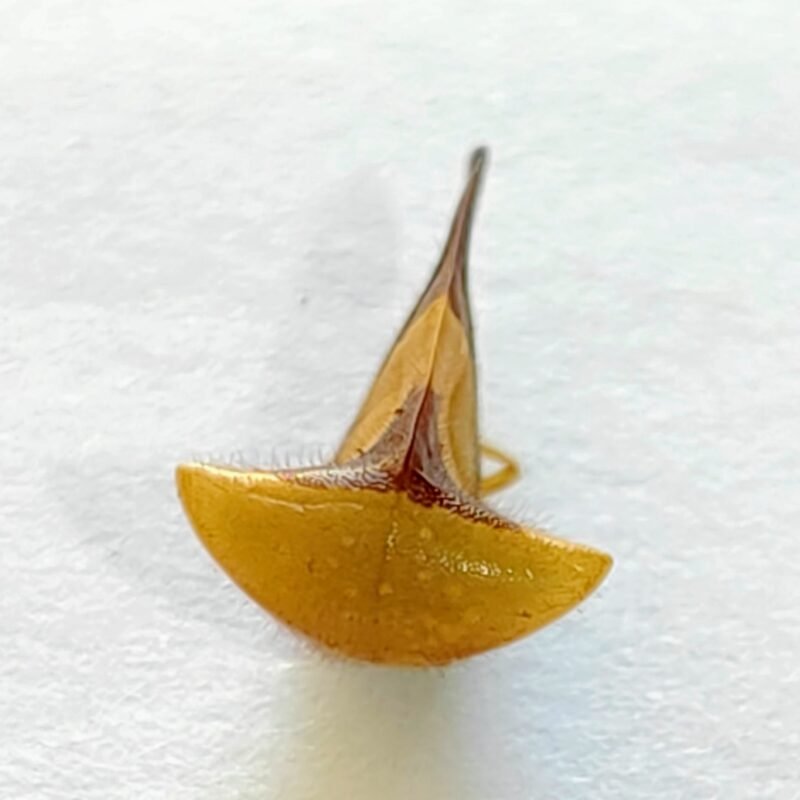 65 Membracidae