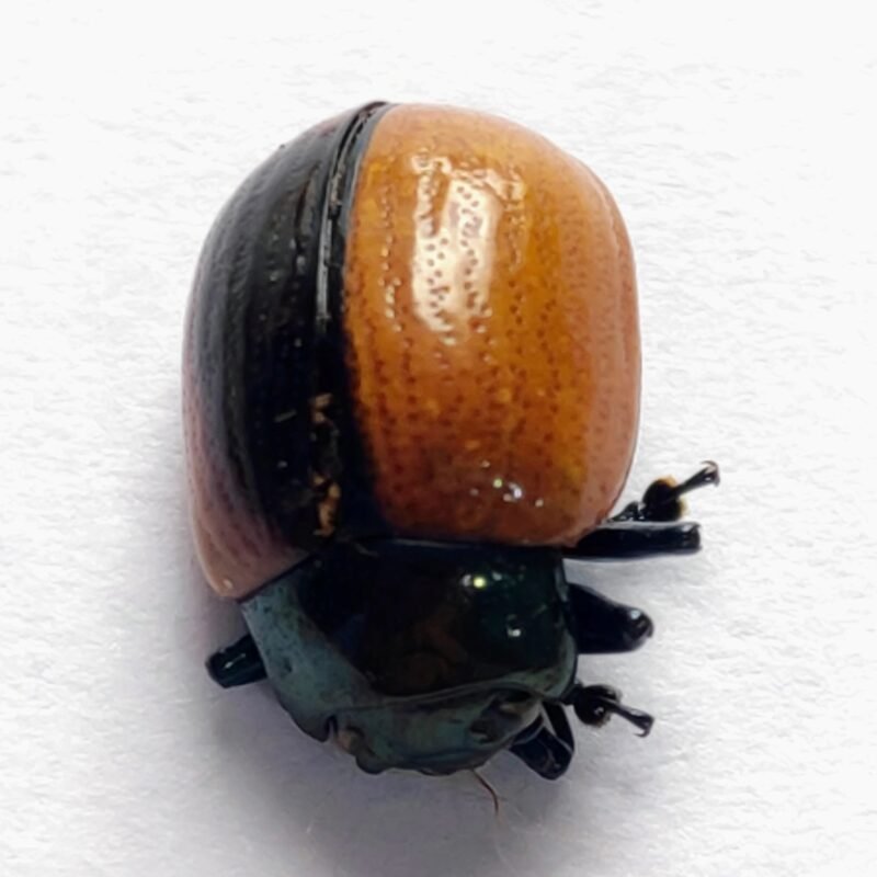 66 Chrysomelidae
