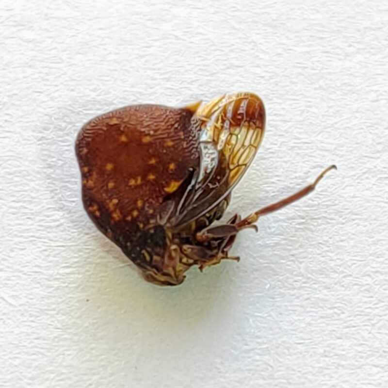 66 Membracidae