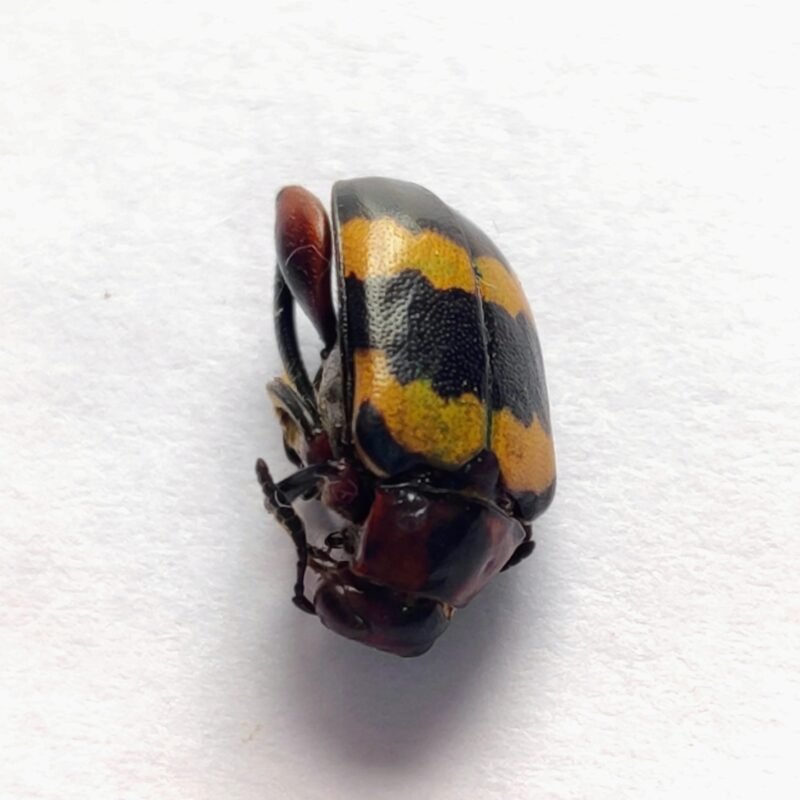 67 Chrysomelidae