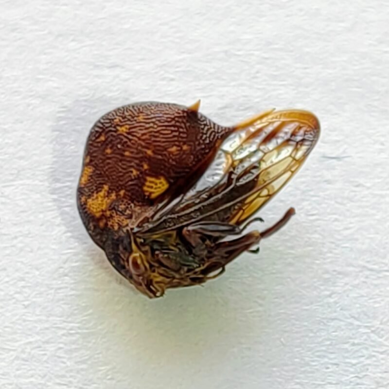 67 Membracidae