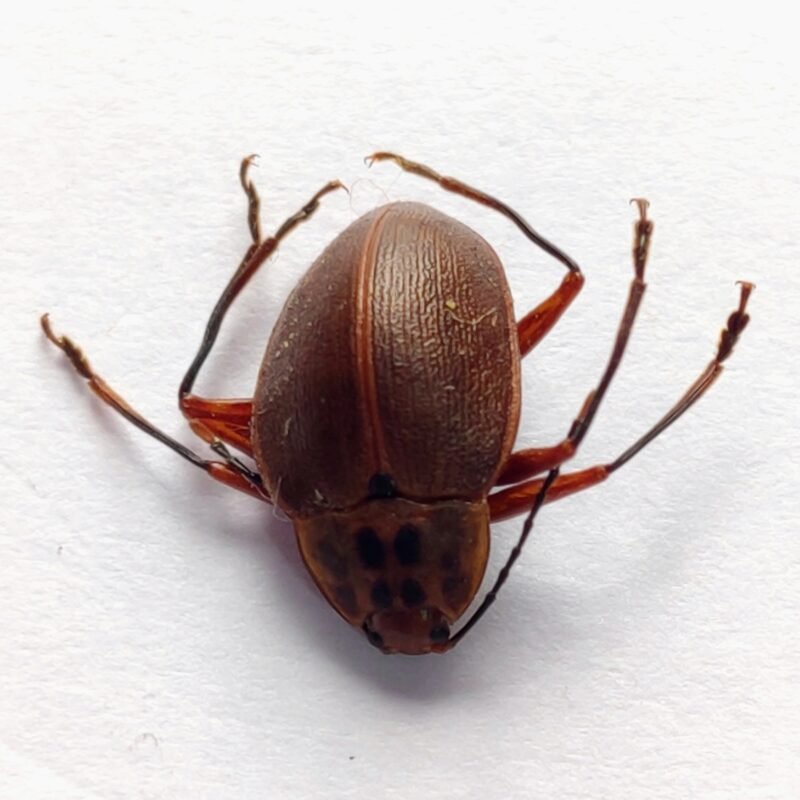 68 Chrysomelidae