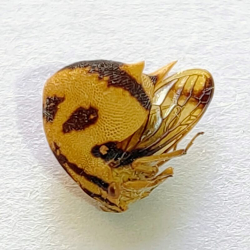 68 Membracidae
