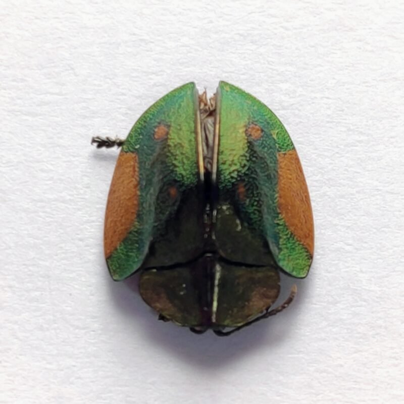 69 Chrysomelidae