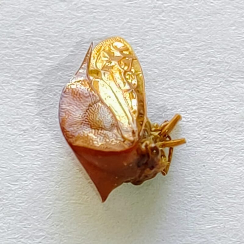 69 Membracidae