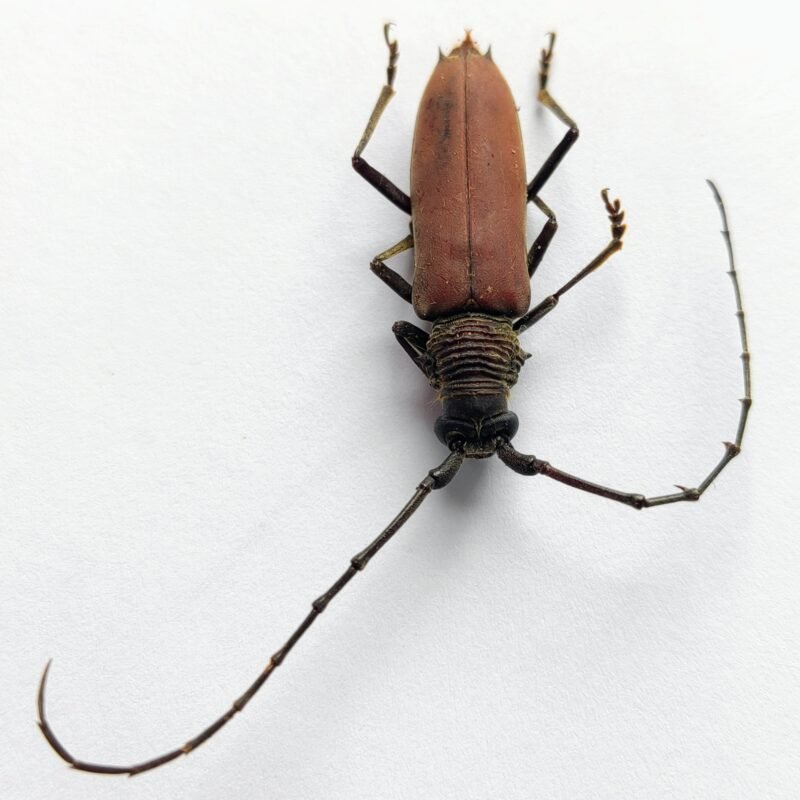 7 Cerambicidae