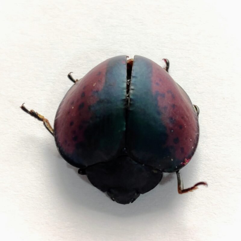 7 Chrysomelidae