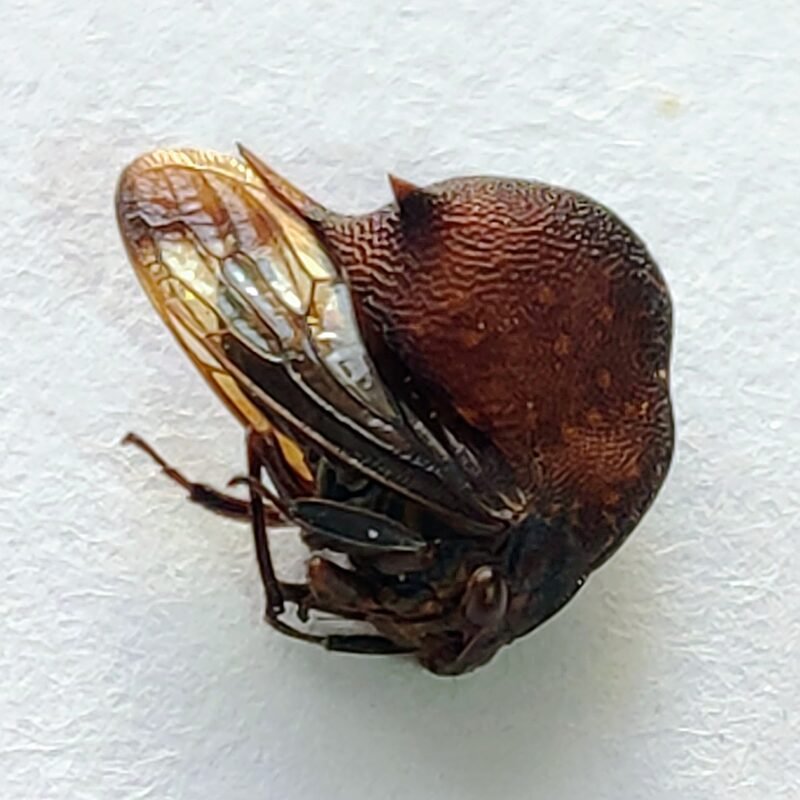 7 Membracidae