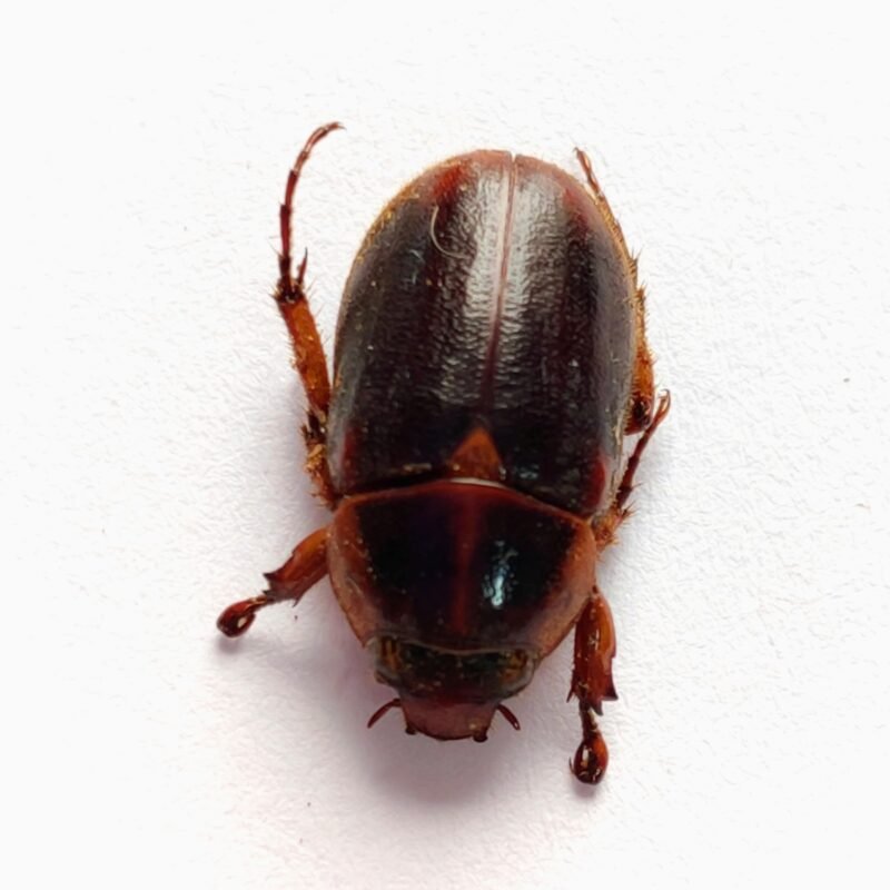 7 Scarabaeidae