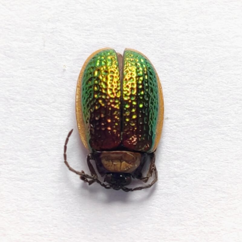 70 Chrysomelidae