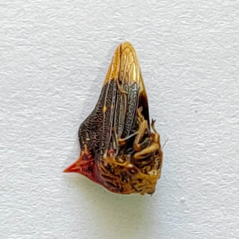 70 Membracidae
