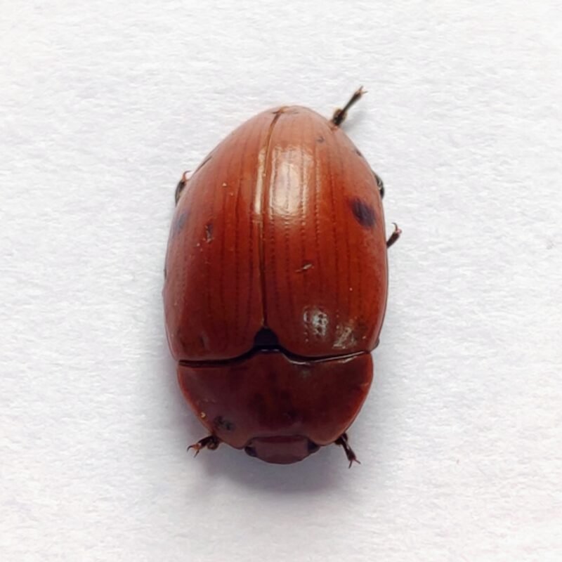 71 Chrysomelidae