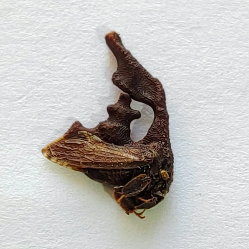 71 Membracidae