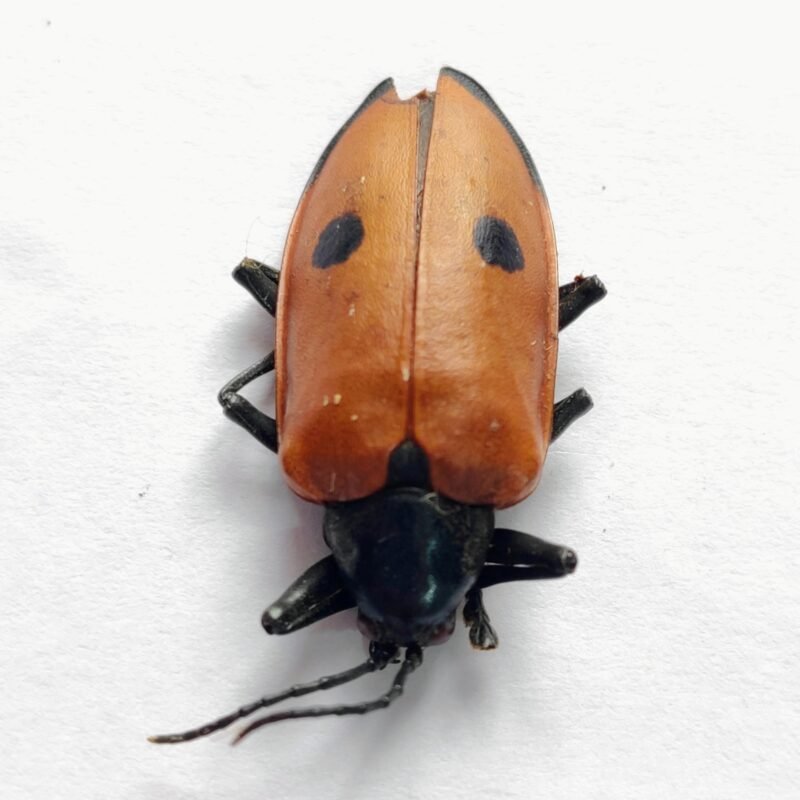 72 Chrysomelidae