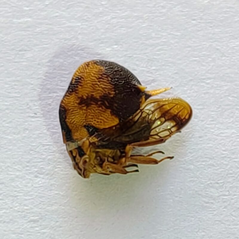 72 Membracidae