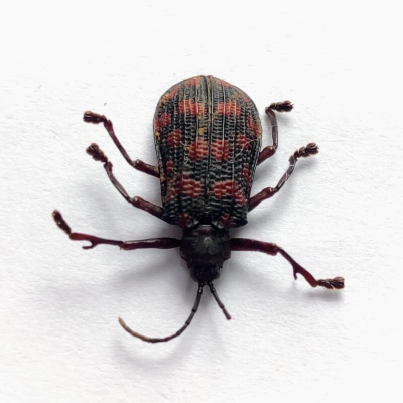 73 Chrysomelidae