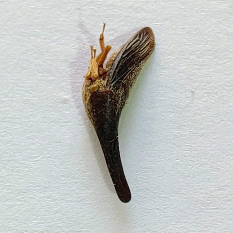 73 Membracidae