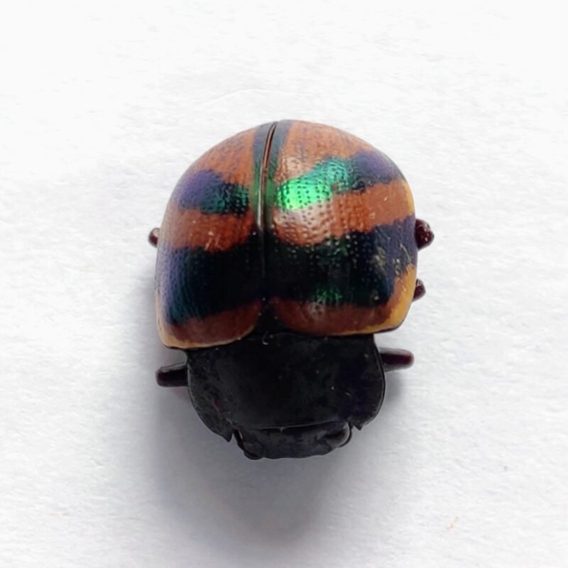 74 Chrysomelidae
