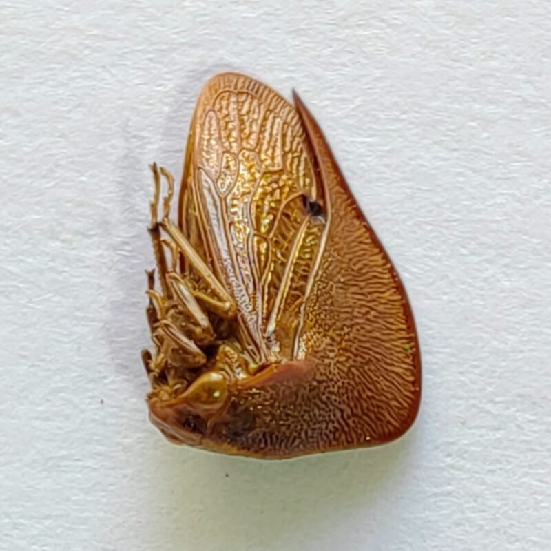 74 Membracidae