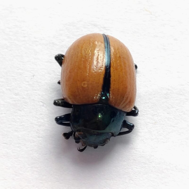 75 Chrysomelidae