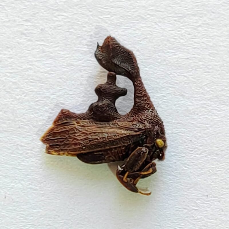 75 Membracidae