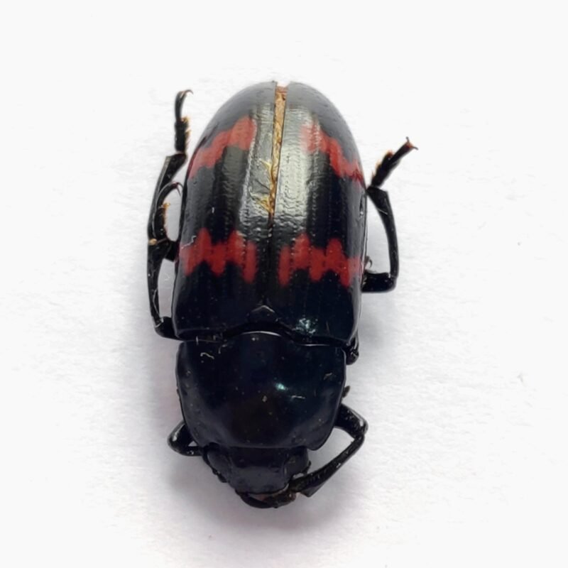 76 Chrysomelidae