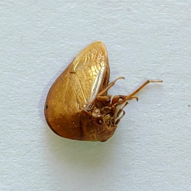 76 Membracidae